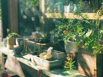 Potted plant on table in yard