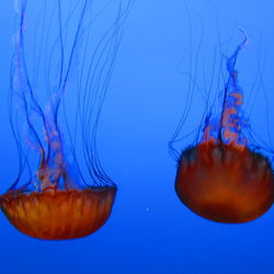 Close-up of plant against blue sky