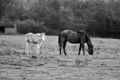 Horses in a field