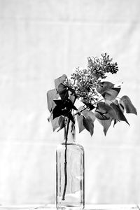 Close-up of flower vase against sky