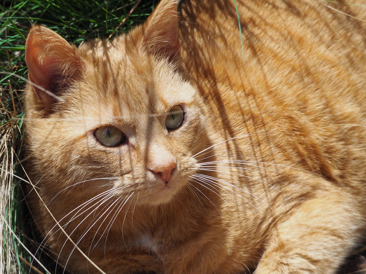 Cat in foreground