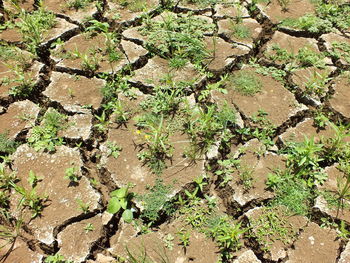 High angle view of plants growing on field