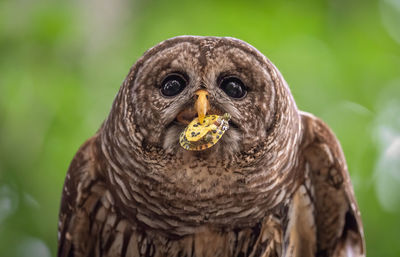 Close-up portrait of owl carrying turtle in mouth