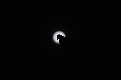 Low angle view of silhouette bird against black background