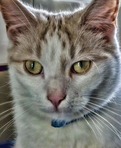 Close-up portrait of cat