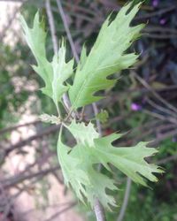 Close-up of leaves