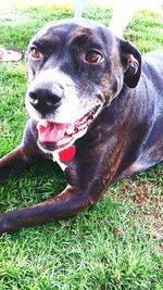 Close-up of dog on grassy field