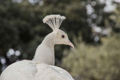 Close-up of a bird