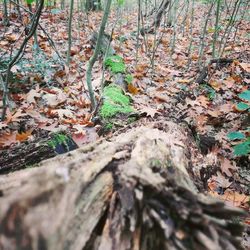 Trees in forest