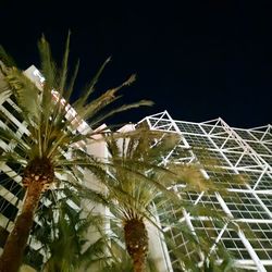 Low angle view of illuminated tree against sky at night