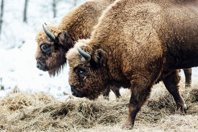 Bison grazing grass on land