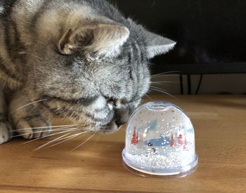 Close-up of cat on table