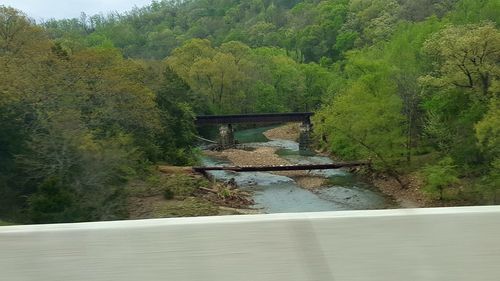 Trees growing in water