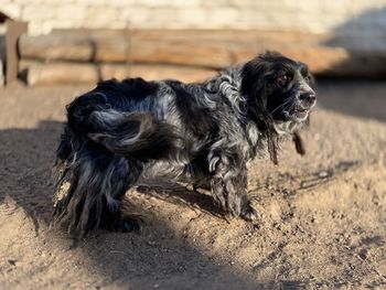 Black dog looking away on field