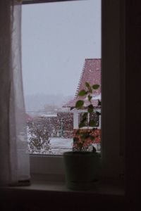 Plants and building seen through window