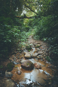 Plants growing in forest