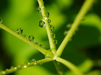 Close-up of wet plant during rainy season