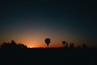 Silhouette of trees at sunset