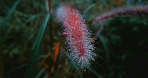 Close-up of plant against blurred background