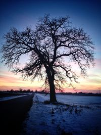 Silhouette bare tree against sky during sunset