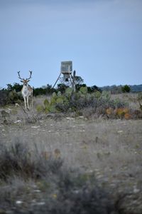 View of deer on field against sky