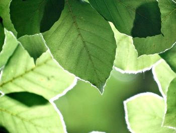 Close-up of leaves