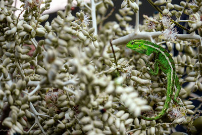 Close-up of insect on plant