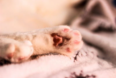 Close-up of cat paws