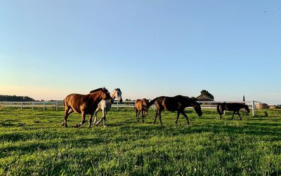 Horses on a field