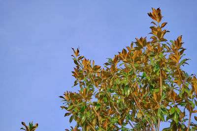 Low angle view of plant against clear blue sky