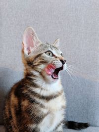 Close-up of cat yawning