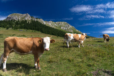 Cows grazing in the field