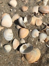 High angle view of shells on beach