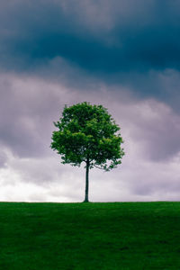 Tree on field against sky