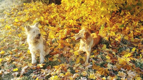 Leaves on field