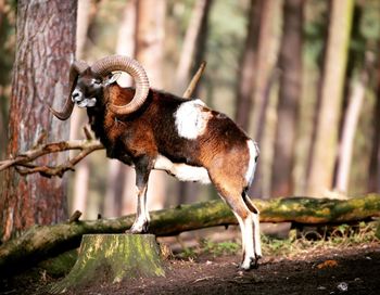 Goat on tree trunk