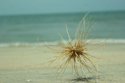 Close-up of dried plant on beach against sky