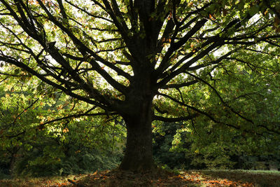 Tree growing in forest