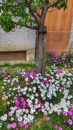 Pink flowering plants in park