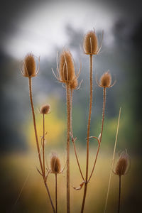 Close-up of flowering plant on field