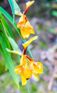 Close-up of yellow flower