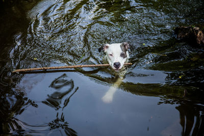 Portrait of dog swimming in lake