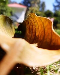 Close-up of mushroom growing on land