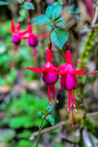 Close-up of flowers