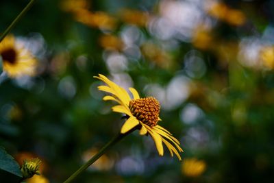 Close-up of yellow coneflower