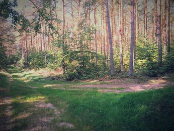 Trees in forest against sky