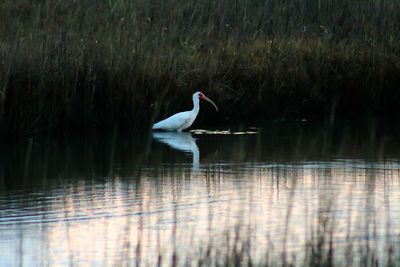 Bird flying over lake