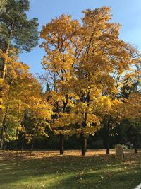 Trees in park during autumn