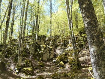 Plants and trees in forest