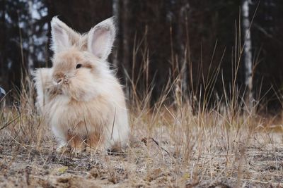 Close-up of sheep on field